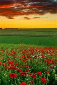 天降团宠：太子又提剑砍我桃花了全文阅读最新